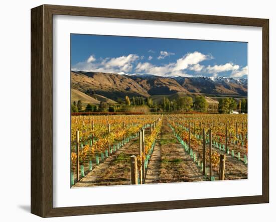 Vineyard and Pisa Range, Cromwell, Central Otago, South Island, New Zealand-David Wall-Framed Photographic Print