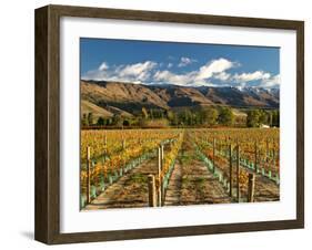 Vineyard and Pisa Range, Cromwell, Central Otago, South Island, New Zealand-David Wall-Framed Photographic Print