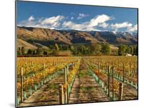 Vineyard and Pisa Range, Cromwell, Central Otago, South Island, New Zealand-David Wall-Mounted Photographic Print