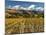 Vineyard and Pisa Range, Cromwell, Central Otago, South Island, New Zealand-David Wall-Mounted Photographic Print