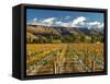Vineyard and Pisa Range, Cromwell, Central Otago, South Island, New Zealand-David Wall-Framed Stretched Canvas