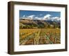 Vineyard and Pisa Range, Cromwell, Central Otago, South Island, New Zealand-David Wall-Framed Photographic Print