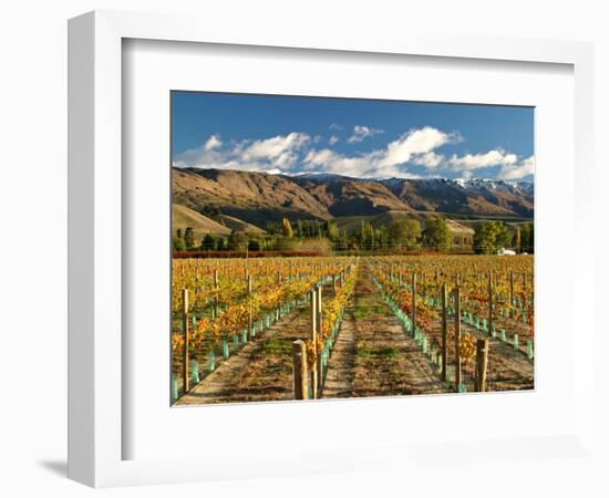 Vineyard and Pisa Range, Cromwell, Central Otago, South Island, New Zealand-David Wall-Framed Photographic Print