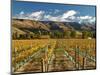 Vineyard and Pisa Range, Cromwell, Central Otago, South Island, New Zealand-David Wall-Mounted Photographic Print