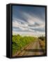 Vineyard and Road, Walla Walla, Washington, USA-Richard Duval-Framed Stretched Canvas