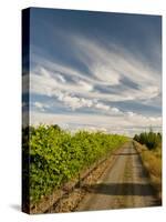 Vineyard and Road, Walla Walla, Washington, USA-Richard Duval-Stretched Canvas