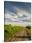 Vineyard and Road, Walla Walla, Washington, USA-Richard Duval-Stretched Canvas