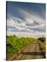 Vineyard and Road, Walla Walla, Washington, USA-Richard Duval-Stretched Canvas