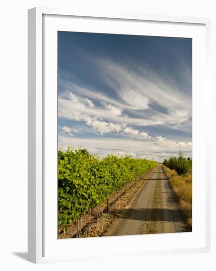 Vineyard and Road, Walla Walla, Washington, USA-Richard Duval-Framed Premium Photographic Print