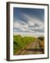 Vineyard and Road, Walla Walla, Washington, USA-Richard Duval-Framed Premium Photographic Print