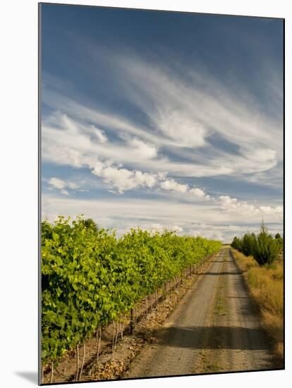 Vineyard and Road, Walla Walla, Washington, USA-Richard Duval-Mounted Premium Photographic Print