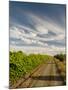 Vineyard and Road, Walla Walla, Washington, USA-Richard Duval-Mounted Premium Photographic Print