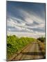 Vineyard and Road, Walla Walla, Washington, USA-Richard Duval-Mounted Photographic Print