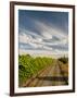 Vineyard and Road, Walla Walla, Washington, USA-Richard Duval-Framed Photographic Print