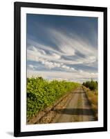 Vineyard and Road, Walla Walla, Washington, USA-Richard Duval-Framed Photographic Print