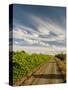 Vineyard and Road, Walla Walla, Washington, USA-Richard Duval-Stretched Canvas