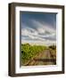 Vineyard and Road, Walla Walla, Washington, USA-Richard Duval-Framed Photographic Print