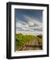 Vineyard and Road, Walla Walla, Washington, USA-Richard Duval-Framed Photographic Print