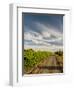 Vineyard and Road, Walla Walla, Washington, USA-Richard Duval-Framed Photographic Print