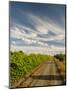 Vineyard and Road, Walla Walla, Washington, USA-Richard Duval-Mounted Photographic Print