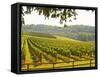 Vineyard and Valley with Forest, Chateau Carignan, Premieres Cotes De Bordeaux, France-Per Karlsson-Framed Stretched Canvas