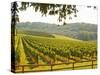 Vineyard and Valley with Forest, Chateau Carignan, Premieres Cotes De Bordeaux, France-Per Karlsson-Stretched Canvas