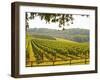 Vineyard and Valley with Forest, Chateau Carignan, Premieres Cotes De Bordeaux, France-Per Karlsson-Framed Photographic Print