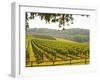 Vineyard and Valley with Forest, Chateau Carignan, Premieres Cotes De Bordeaux, France-Per Karlsson-Framed Photographic Print