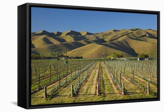 Vineyard and Wither Hills, Near Blenheim, Marlborough, South Island, New Zealand-David Wall-Framed Stretched Canvas