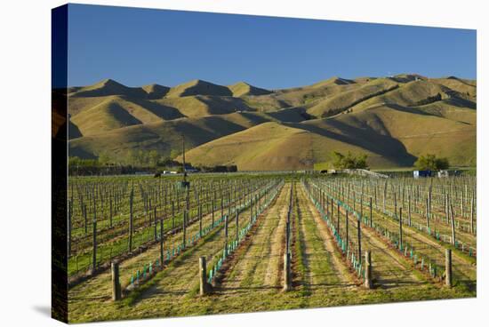 Vineyard and Wither Hills, Near Blenheim, Marlborough, South Island, New Zealand-David Wall-Stretched Canvas