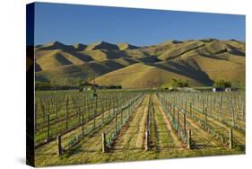 Vineyard and Wither Hills, Near Blenheim, Marlborough, South Island, New Zealand-David Wall-Stretched Canvas