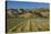 Vineyard and Wither Hills, Near Blenheim, Marlborough, South Island, New Zealand-David Wall-Stretched Canvas