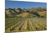 Vineyard and Wither Hills, Near Blenheim, Marlborough, South Island, New Zealand-David Wall-Mounted Premium Photographic Print