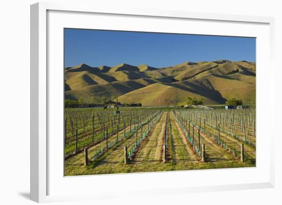 Vineyard and Wither Hills, Near Blenheim, Marlborough, South Island, New Zealand-David Wall-Framed Photographic Print