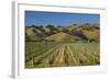 Vineyard and Wither Hills, Near Blenheim, Marlborough, South Island, New Zealand-David Wall-Framed Photographic Print