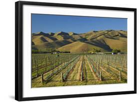 Vineyard and Wither Hills, Near Blenheim, Marlborough, South Island, New Zealand-David Wall-Framed Photographic Print