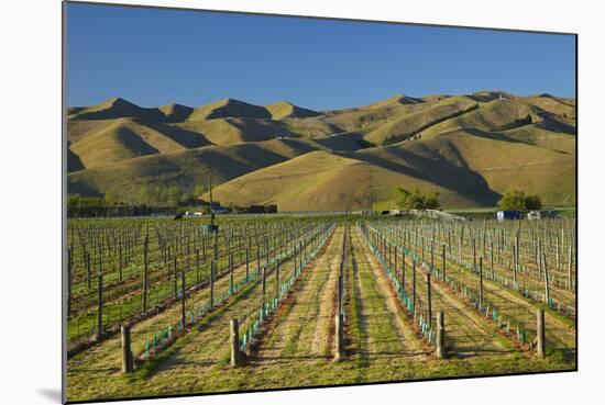 Vineyard and Wither Hills, Near Blenheim, Marlborough, South Island, New Zealand-David Wall-Mounted Photographic Print