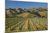 Vineyard and Wither Hills, Near Blenheim, Marlborough, South Island, New Zealand-David Wall-Mounted Photographic Print