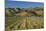 Vineyard and Wither Hills, Near Blenheim, Marlborough, South Island, New Zealand-David Wall-Mounted Photographic Print