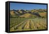 Vineyard and Wither Hills, Near Blenheim, Marlborough, South Island, New Zealand-David Wall-Framed Stretched Canvas