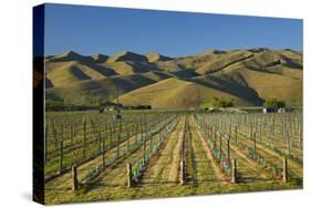 Vineyard and Wither Hills, Near Blenheim, Marlborough, South Island, New Zealand-David Wall-Stretched Canvas