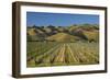 Vineyard and Wither Hills, Near Blenheim, Marlborough, South Island, New Zealand-David Wall-Framed Photographic Print