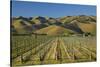 Vineyard and Wither Hills, Near Blenheim, Marlborough, South Island, New Zealand-David Wall-Stretched Canvas