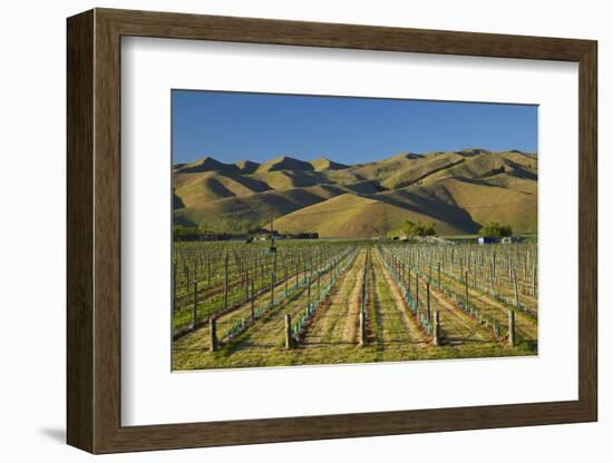 Vineyard and Wither Hills, Near Blenheim, Marlborough, South Island, New Zealand-David Wall-Framed Photographic Print