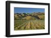Vineyard and Wither Hills, Near Blenheim, Marlborough, South Island, New Zealand-David Wall-Framed Photographic Print