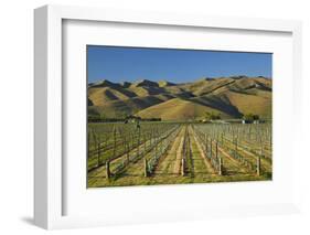 Vineyard and Wither Hills, Near Blenheim, Marlborough, South Island, New Zealand-David Wall-Framed Photographic Print