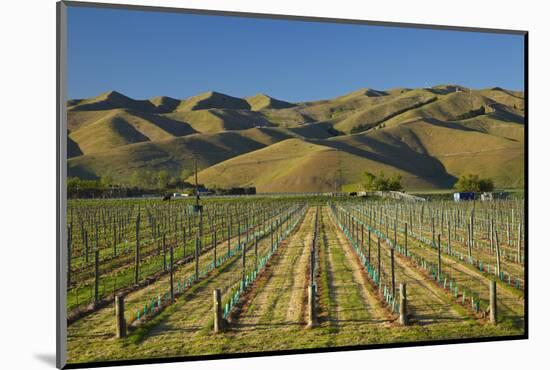 Vineyard and Wither Hills, Near Blenheim, Marlborough, South Island, New Zealand-David Wall-Mounted Photographic Print