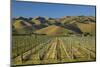 Vineyard and Wither Hills, Near Blenheim, Marlborough, South Island, New Zealand-David Wall-Mounted Photographic Print