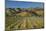 Vineyard and Wither Hills, Near Blenheim, Marlborough, South Island, New Zealand-David Wall-Mounted Photographic Print