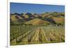 Vineyard and Wither Hills, Near Blenheim, Marlborough, South Island, New Zealand-David Wall-Framed Photographic Print